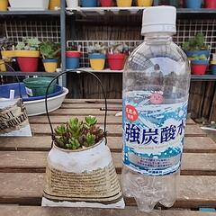 (お話し中)多肉植物　虹の玉の画像