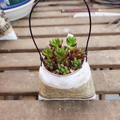 多肉植物　虹の玉
