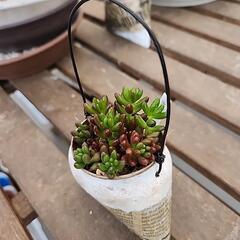 (お話し中)多肉植物　虹の玉の画像