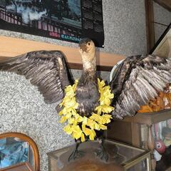 鵜　剥製　