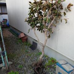 【無料】つばきの木