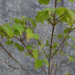 ヤマボウシ　ミルキーウェイ(白花)の画像