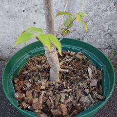 ヤマボウシ　ミルキーウェイ(白花)の画像