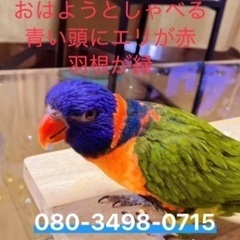 知り合いの鳥が逃げてしまいました