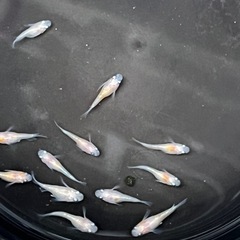 白綾メダカ ダルマ