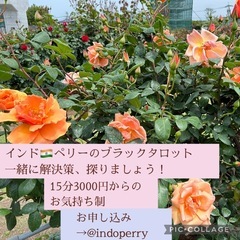 5/3（土）　インド🇮🇳ペリーのブラックタロット！