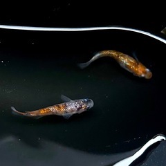 赤炎　メダカ　　　