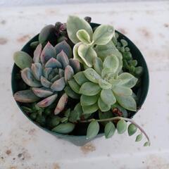 ✡️お取引中✡️ミニ多肉植物の寄せ植え🌿①