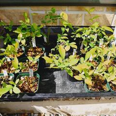 ブルーベリー苗 植物苗