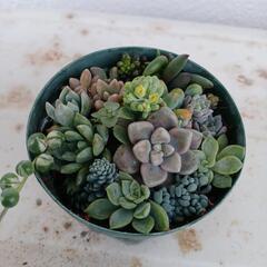 ✡️お取引中✡️ミニ多肉植物の寄せ植え🌿②