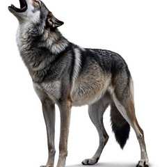 人狼ゲームしましょう🐺