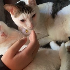 里親募集中