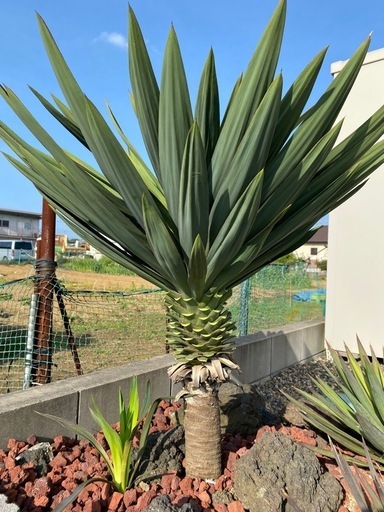 ユッカ　グロリオサ　アツバキミガヨラン