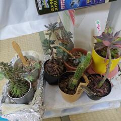 ☆受付停止取引中☆ミニサボテン　多肉植物　まとめてお願いします