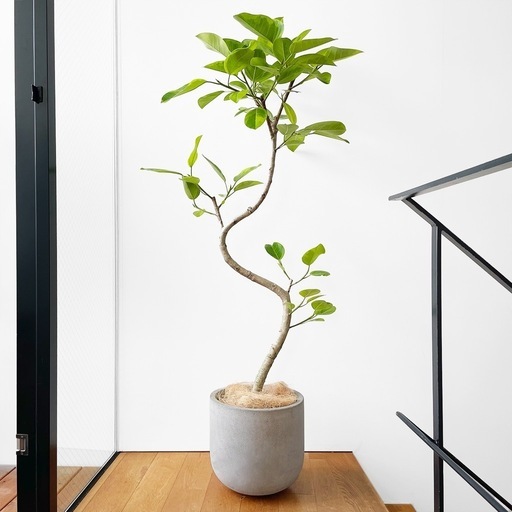 観葉植物 フィカス アルテシマ