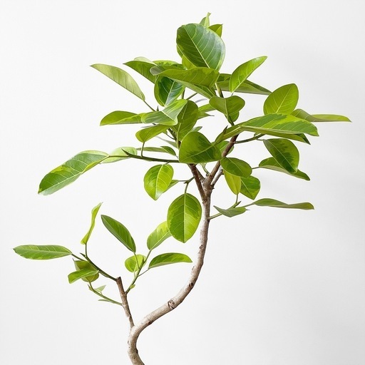 観葉植物 フィカス アルテシマ