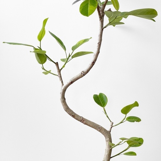 観葉植物 フィカス アルテシマ