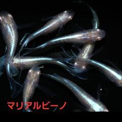 【改良メダカ】🐠マリアルビーノ🐠成魚2ペア+1匹🐠現物投稿🐠