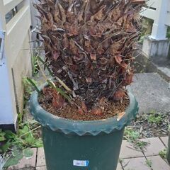 ソテツ②