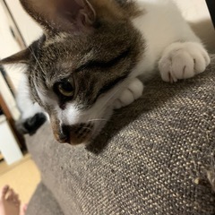 里親募集しています。推定5-6歳