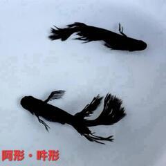取引中【改良メダカ】🐠阿形・吽形🐠成魚2ペア🐠現物投稿🐠


