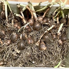 【大垣市】水仙の球根　白い花が咲きます