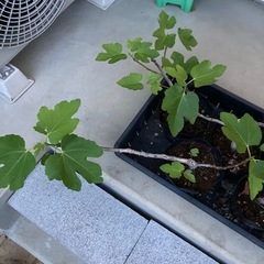 いちじく　2年生苗　５本セットの画像