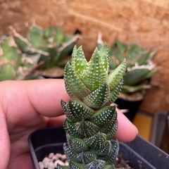ハオルチアまとめの画像