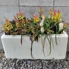 ラケナリア　トロ箱　大