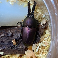 パプァキンイロクワガタ