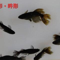 取引中【改良メダカ】🐠阿形・吽形メダカ🐠有精卵🐠30個+α🐠