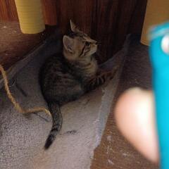 キジトラ二匹に白鯖一匹の子猫です。