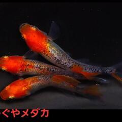 取引中【改良メダカ】🐠かぐやメダカ🐠有精卵🐠30個+α🐠No.3