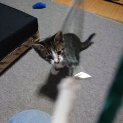 子猫の里親募集
