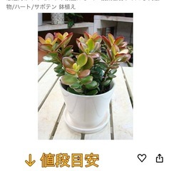 金のなる木の画像