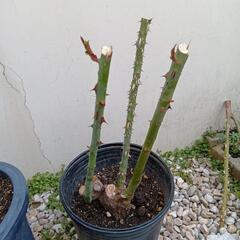 決まりました。バラ苗　ギーサヴォア　大苗