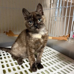 推定5〜6ヶ月のメス猫　里親募集中