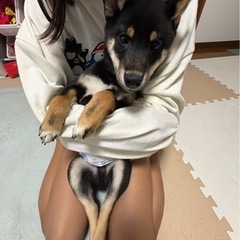 柴犬里親募集