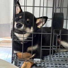 柴犬里親募集 - 伊勢原市