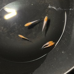 （めだか）限定出品　数がなくなり次第終了　王華　1ペア
の画像