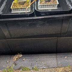 シャワーや雨でもキレイになるメダカの水槽