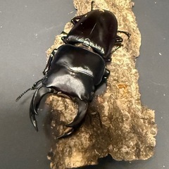 久留米オオクワガタペア