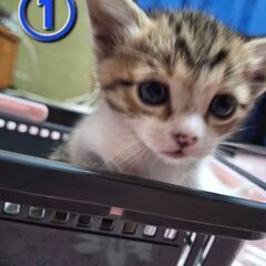 生後1ヶ月ちょっとの子猫たち(=ﾟωﾟ=)
