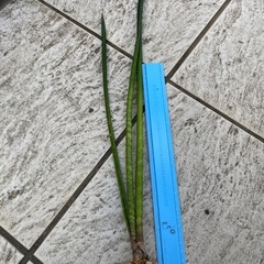 【観葉植物】サンスベリア・キリンドリカ　の子株お譲りします
