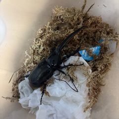 ヘラクレスオオカブト成虫①