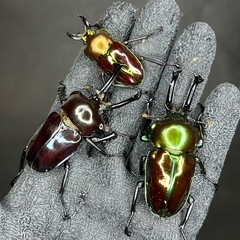 【GW価格】ニジイロクワガタペア