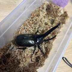 ヘラクレスオオカブト成虫②