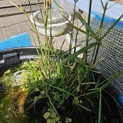 シュロガヤツリ(水草)
