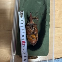 ヘラクレスオオカブト蛹③