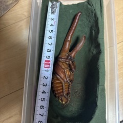 ヘラクレスオオカブト蛹④
